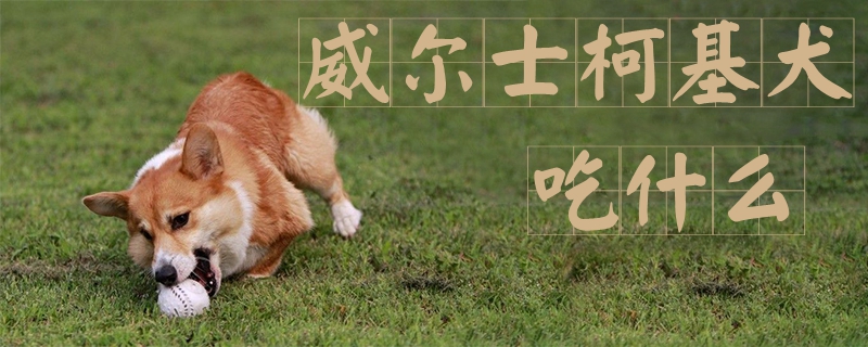 威爾士柯基犬吃什么1
