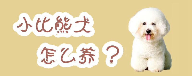 小比熊犬怎么養(yǎng)