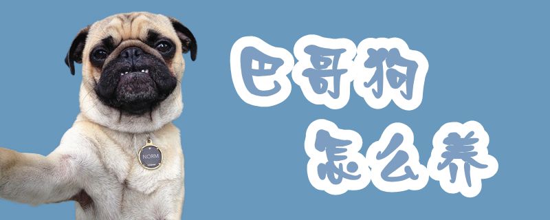 巴哥狗怎么養(yǎng)