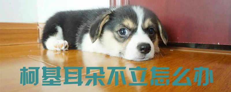 柯基耳朵不立怎么辦1