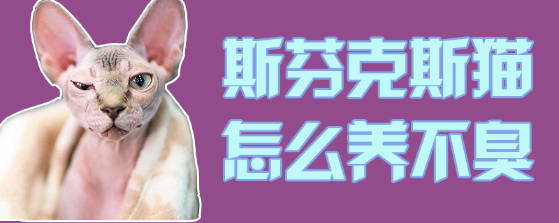 斯芬克斯貓怎么養(yǎng)不臭