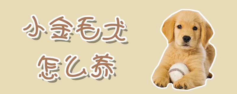 小金毛犬怎么養(yǎng)
