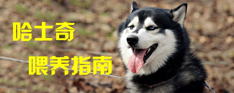 哈士奇喂養(yǎng)指南1