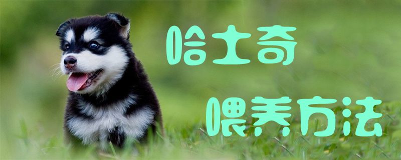 哈士奇喂養(yǎng)方法1
