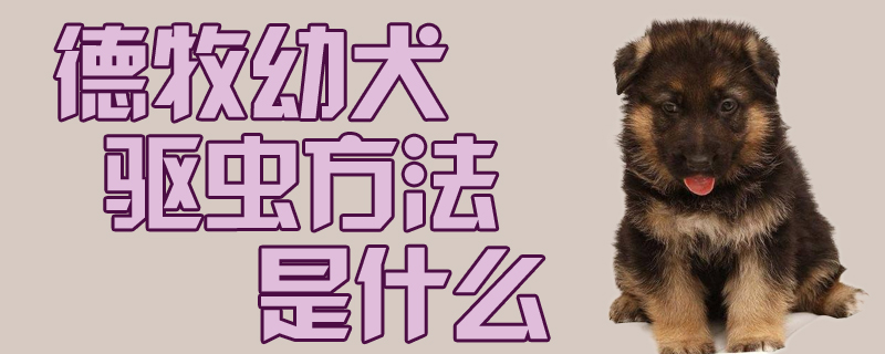德牧幼犬驅蟲方法是什么