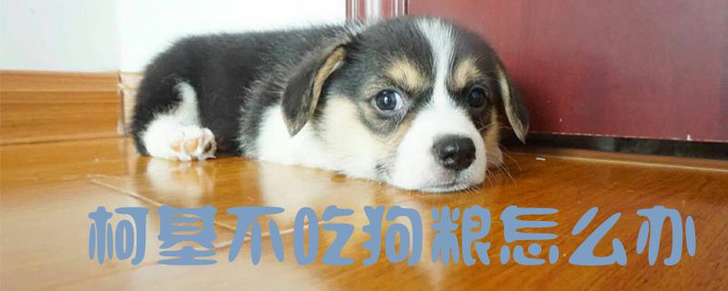 柯基不吃狗糧怎么辦1