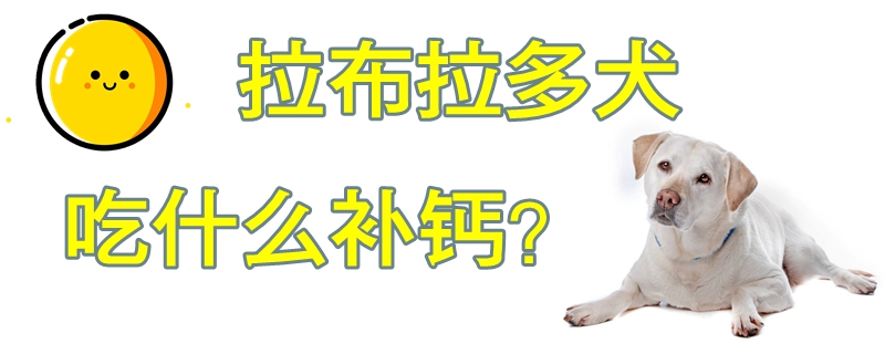 拉布拉多犬吃什么補(bǔ)鈣