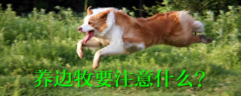 養(yǎng)邊牧要注意什么