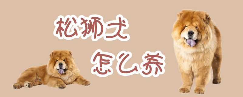 松獅犬怎么養(yǎng)