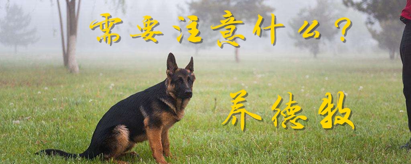 養(yǎng)德牧需要注意什么