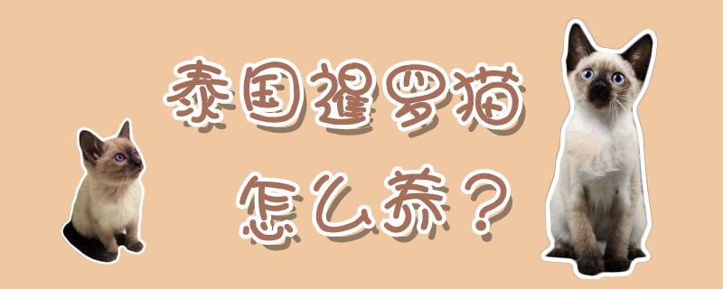 泰國(guó)暹羅貓?jiān)趺答B(yǎng)