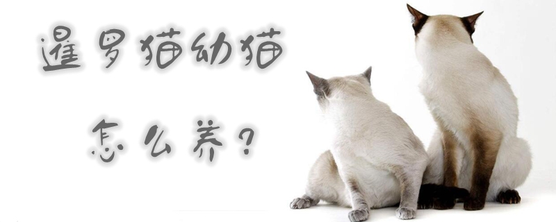 暹羅貓幼貓?jiān)趺答B(yǎng)
