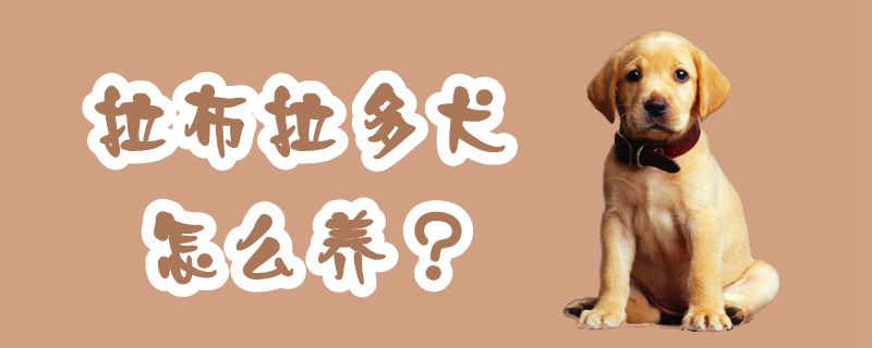 拉布拉多犬怎么養(yǎng)