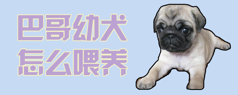巴哥幼犬怎么喂養(yǎng)