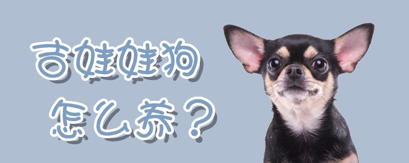 吉娃娃狗怎么養(yǎng)
