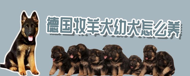 德國牧羊犬幼犬怎么養(yǎng)