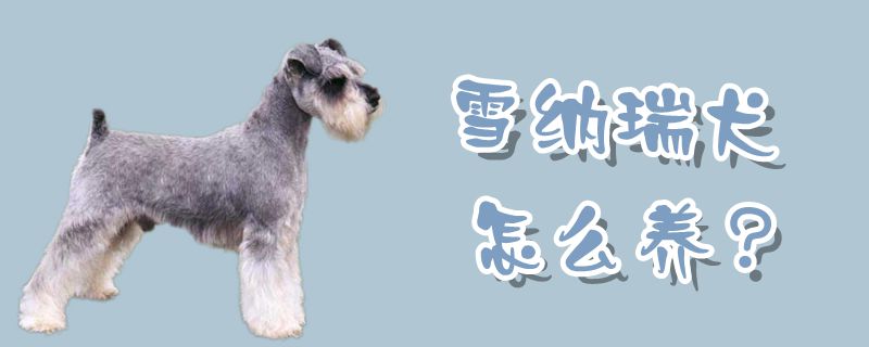 雪納瑞犬怎么養(yǎng)