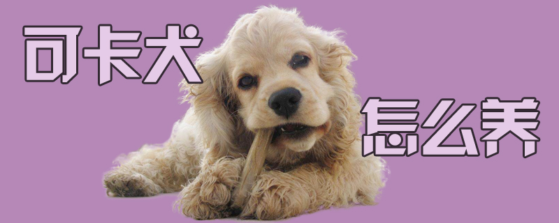 可卡犬怎么養(yǎng)