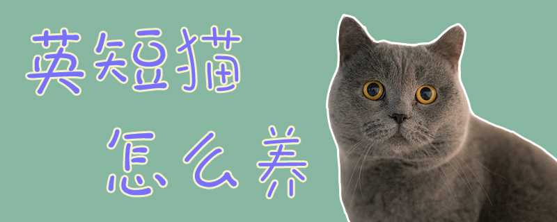 英短貓怎么養(yǎng)