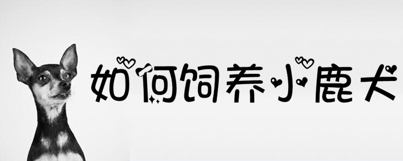 如何飼養(yǎng)小鹿犬