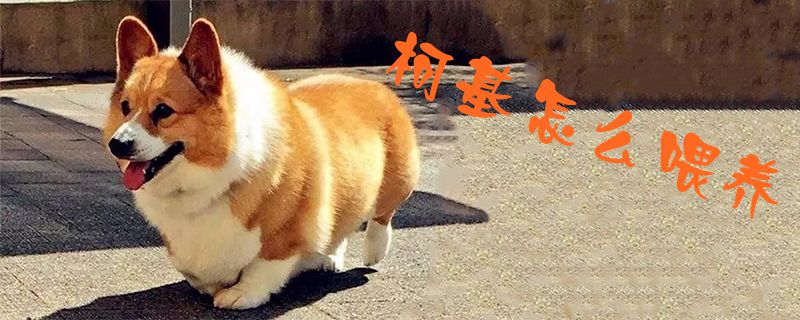 柯基怎么喂養(yǎng)1