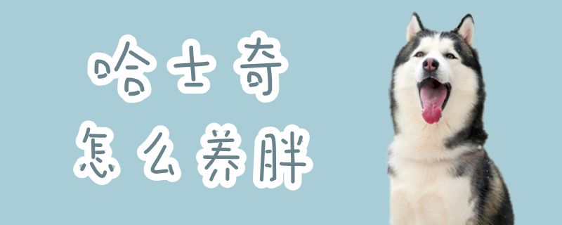 哈士奇怎么養(yǎng)胖