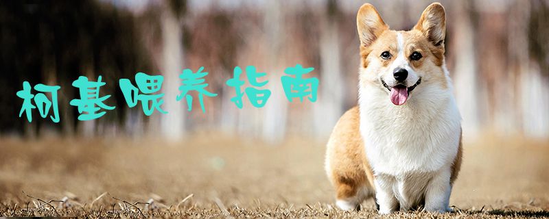 柯基喂養(yǎng)指南1