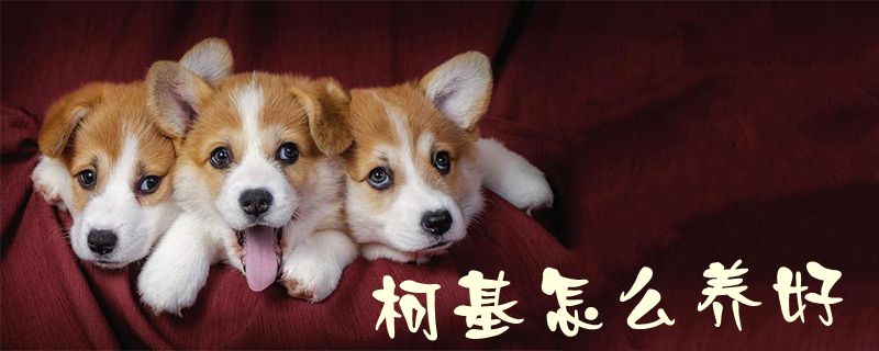 柯基怎么養(yǎng)好1