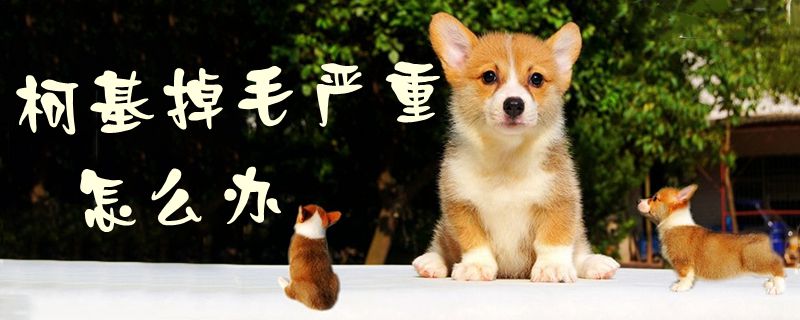 柯基掉毛嚴重怎么辦1