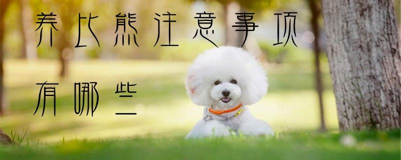 養(yǎng)比熊的注意事項有哪些