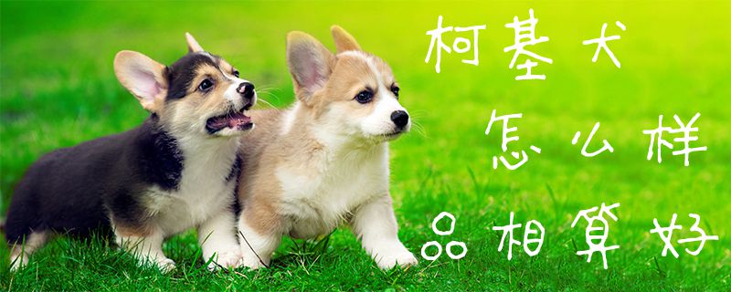 柯基犬怎么樣品相算好1