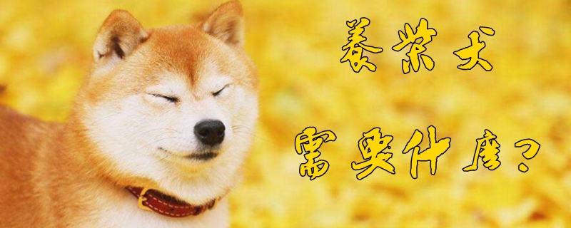 養(yǎng)柴犬需要什么