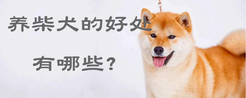 養(yǎng)柴犬的好處有哪些
