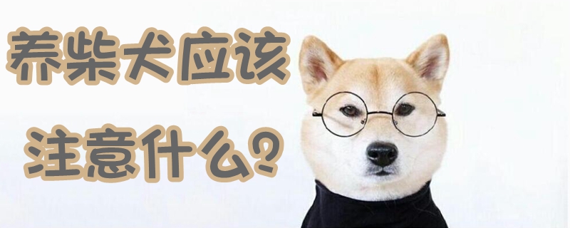 養(yǎng)柴犬應(yīng)該注意什么