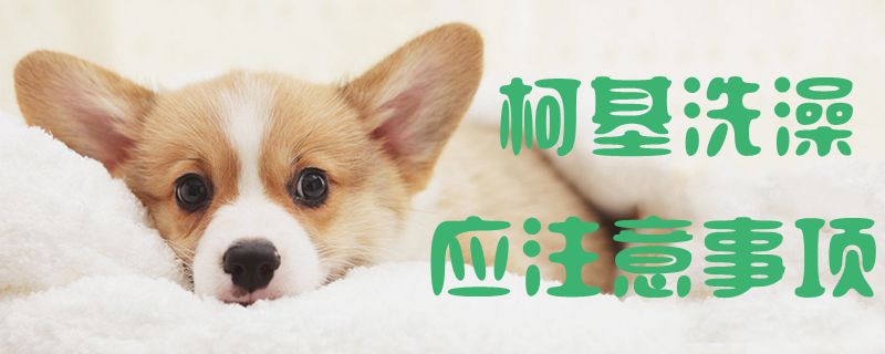 柯基洗澡應(yīng)注意事項1