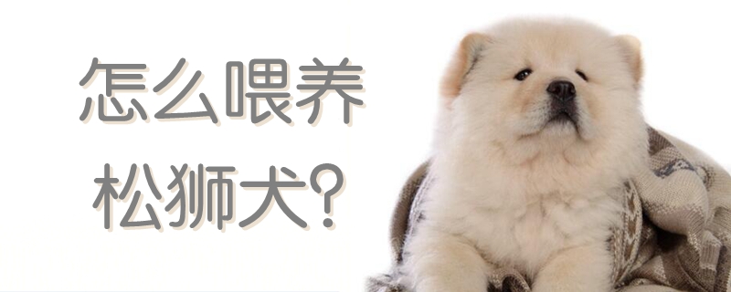 怎么喂養(yǎng)松獅犬
