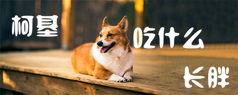 柯基吃什么長胖1