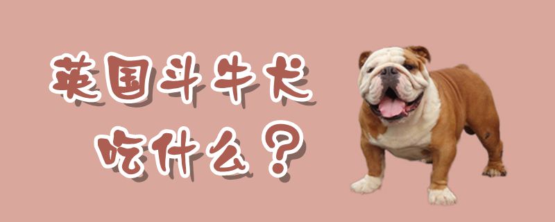 英國(guó)斗牛犬吃什么
