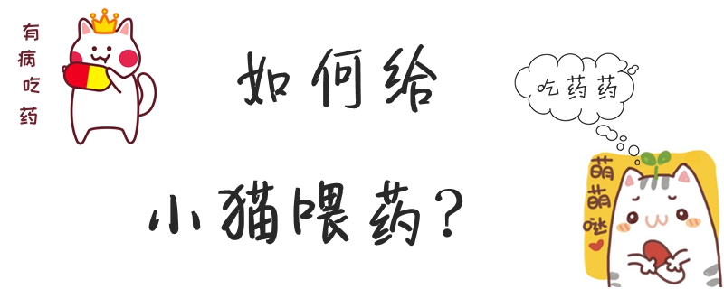 如何給小貓喂藥