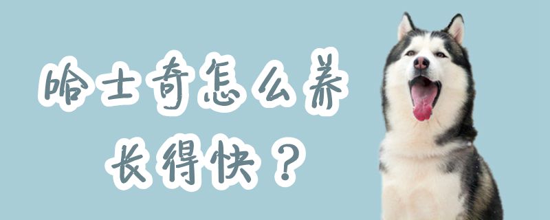 哈士奇怎么養(yǎng)長(zhǎng)得快