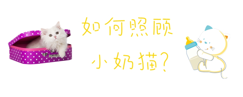 如何照顧小奶貓
