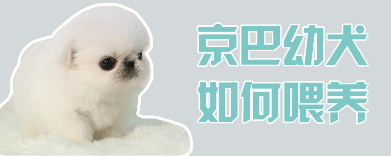 京巴幼犬如何喂養(yǎng)