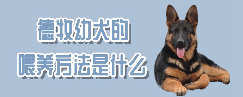 德牧幼犬的喂養(yǎng)方法是什么