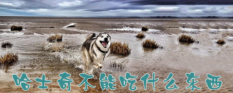 哈士奇不能吃什么東西1