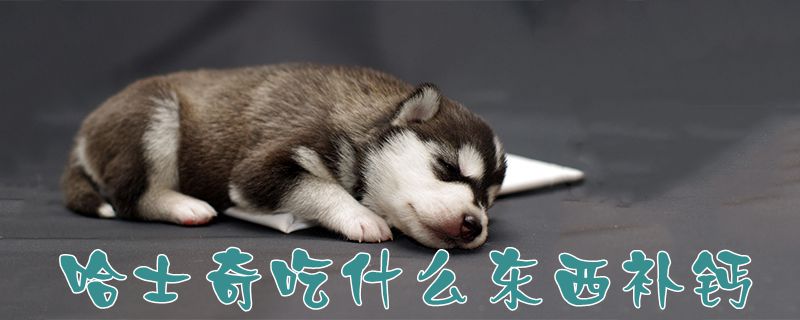 哈士奇吃什么東西補(bǔ)鈣1