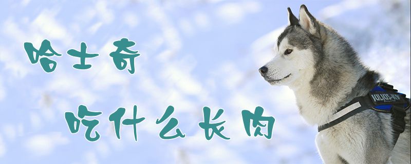 哈士奇吃什么長肉1