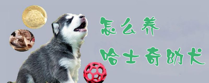 怎么養(yǎng)哈士奇幼犬1