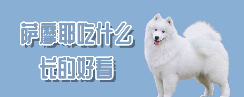 薩摩耶吃什么長(zhǎng)的好看