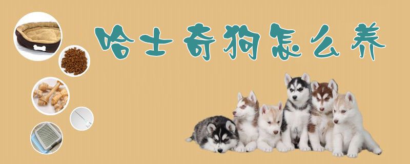 哈士奇狗怎么養(yǎng)1