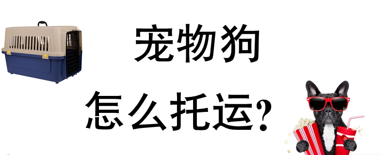 寵物狗怎么托運(yùn)